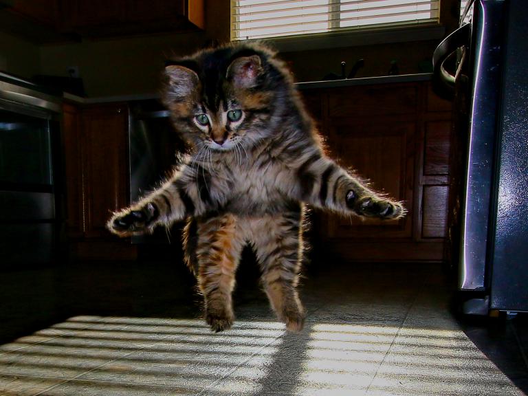 Jumping kitten