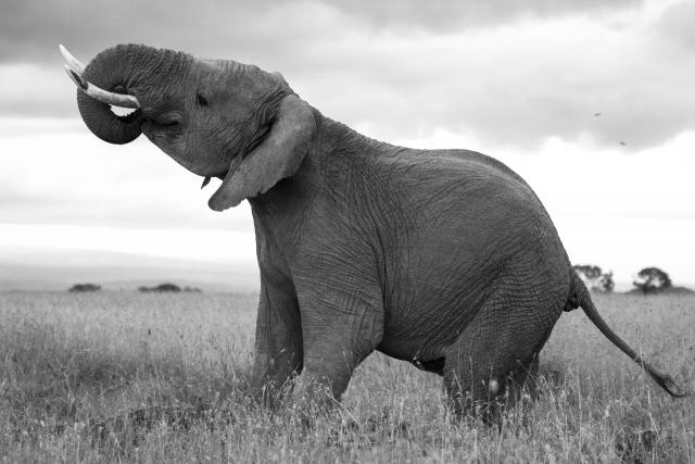 Black and white photograph of an elephant