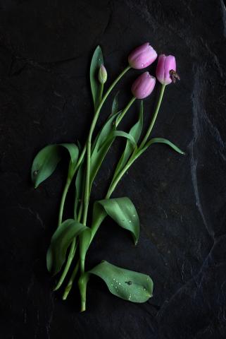 Purple Tulips